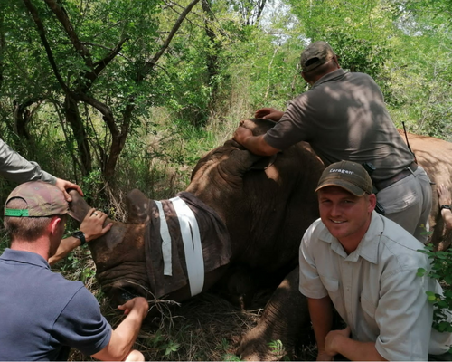 Dehorning rhinos