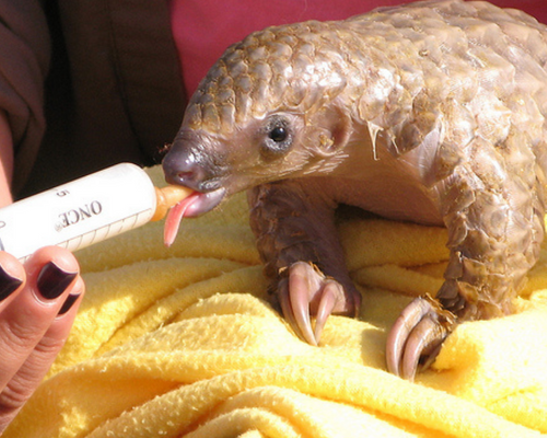 Syd the first successful rehabilitated Pangolin