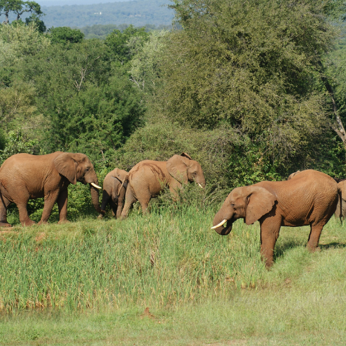History: The Thukela Elephants