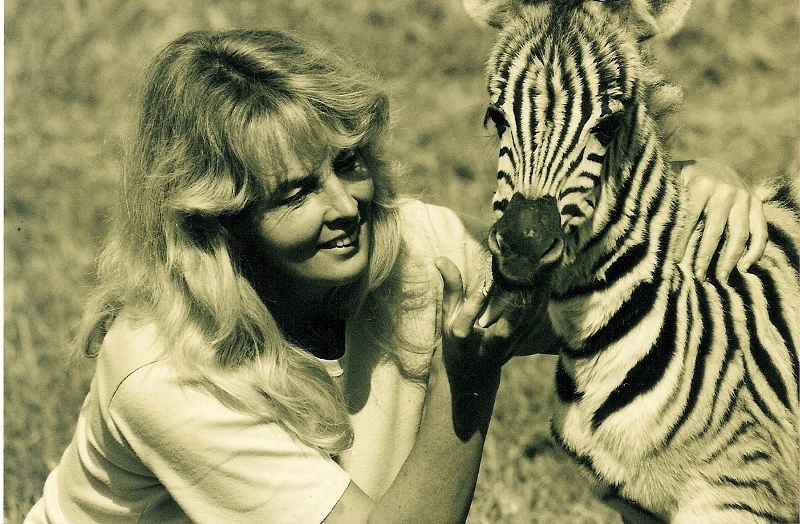 The Story of the SanWild Logo Zebra